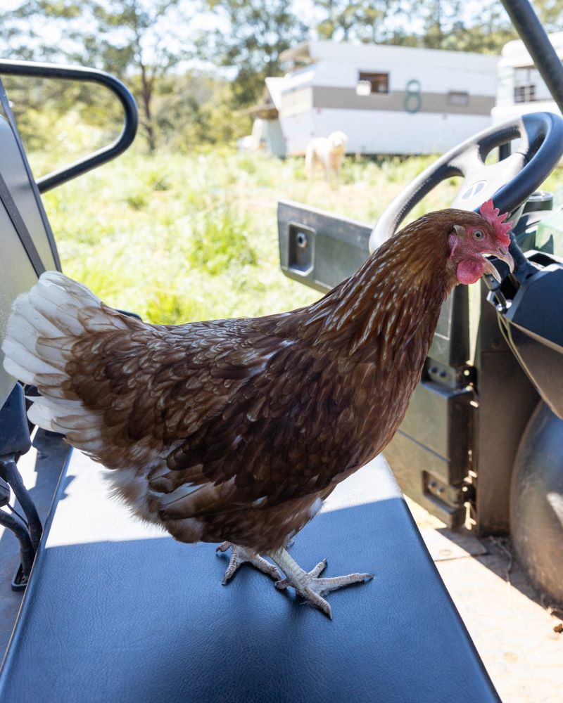 Farm tours Sunshine Coast region chicken on seat