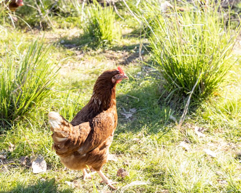 Free range chicken roaming paddock