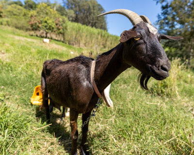 Farm tours Sunshine Coast region goat