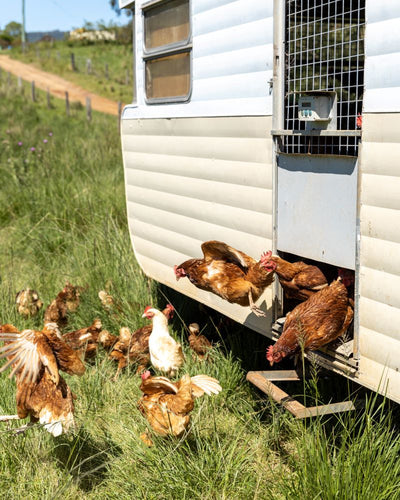 Farm tours Sunshine Coast region chickens free range
