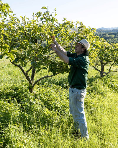 Farmer checking persimmon tree